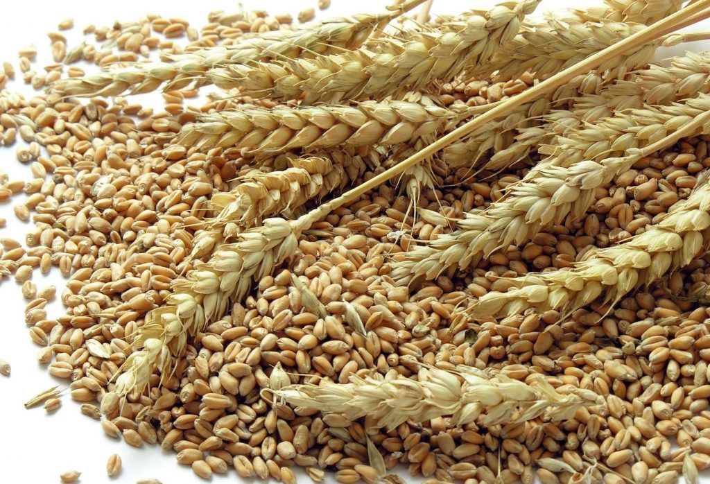 centre-concerned-with-sindh-over-wheat-price-news-today