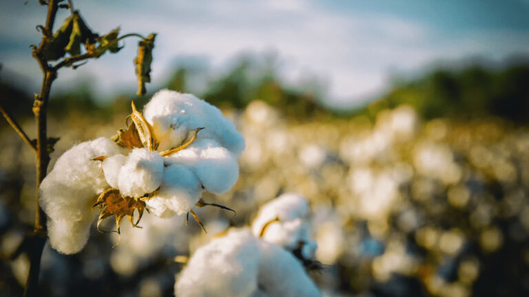 ECC to fix Cotton intervention price at Rs 5000 in Pakistan