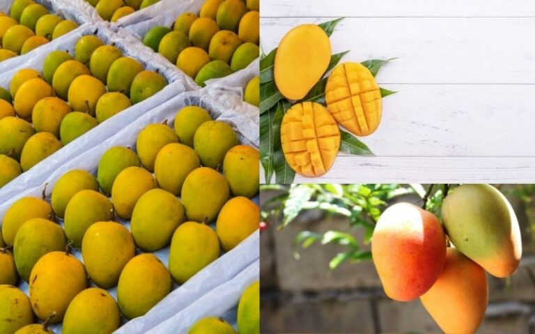 Pakistan starts Mango exports to Russia via Land Route