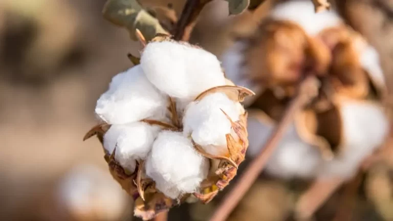 Pakistan faces 43% decline in cotton Production