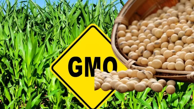US Ambassador asks to clear illegally imported GMO Soybean Vessels