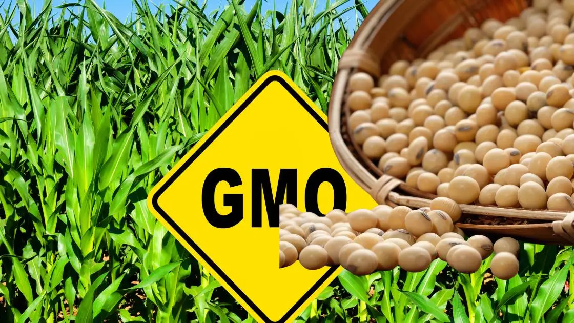 GMO Soybean Vessels