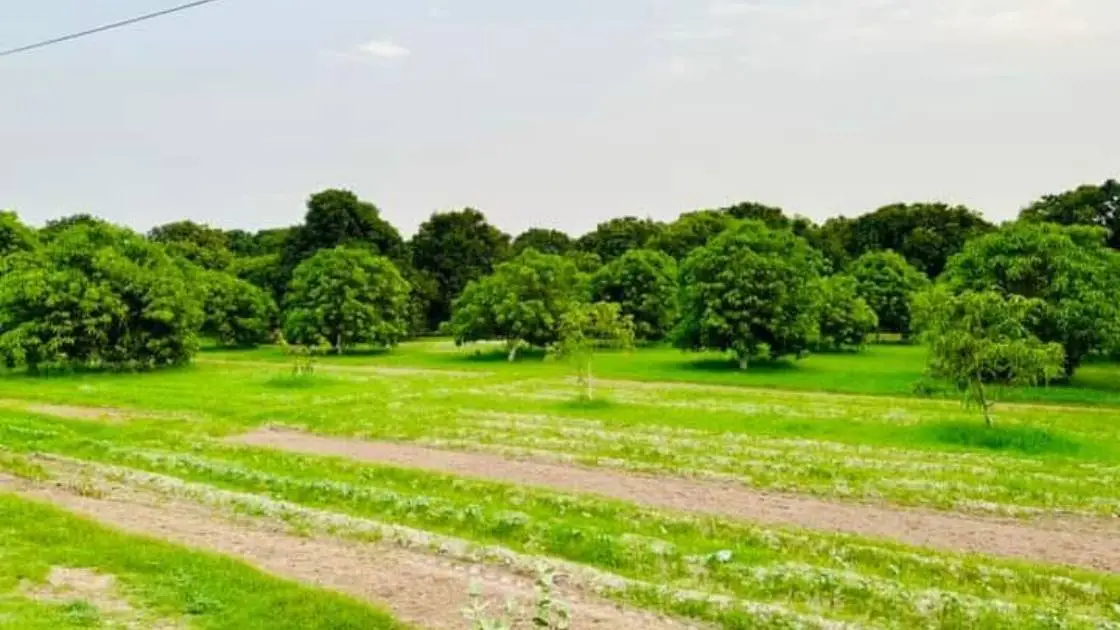 Mango Production