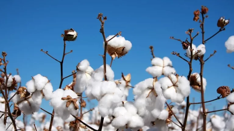 Pakistan Starts Cotton Exports During Current Season