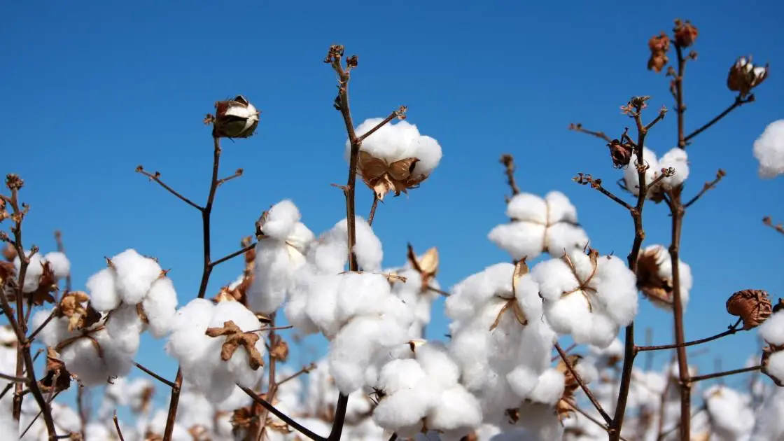 Cotton Exports