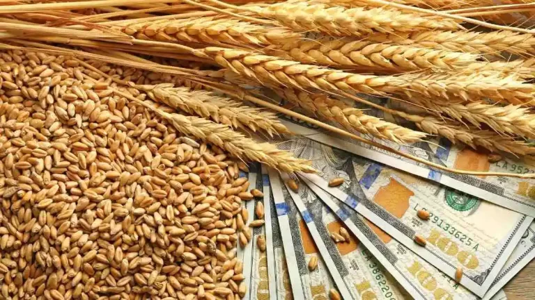 Import of wheat to impact local wheat prices in Pakistan