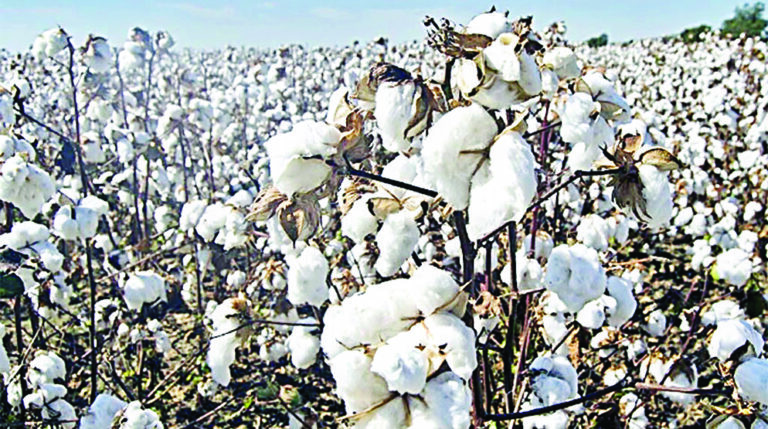 Cotton growers advised to ensure special arrangements during rains