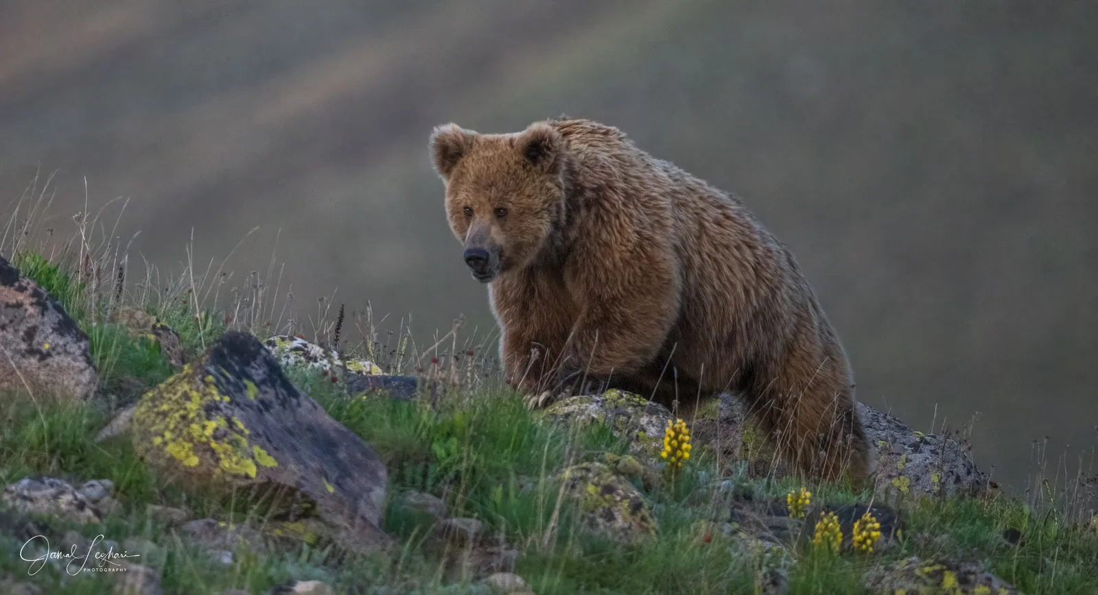 Waste management strategies needed to protect Deosai's ecosystem: Romina Khurshid