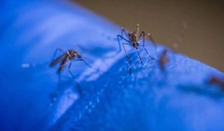 Pakistan on High Dengue Alert as PMD Warns of Outbreak