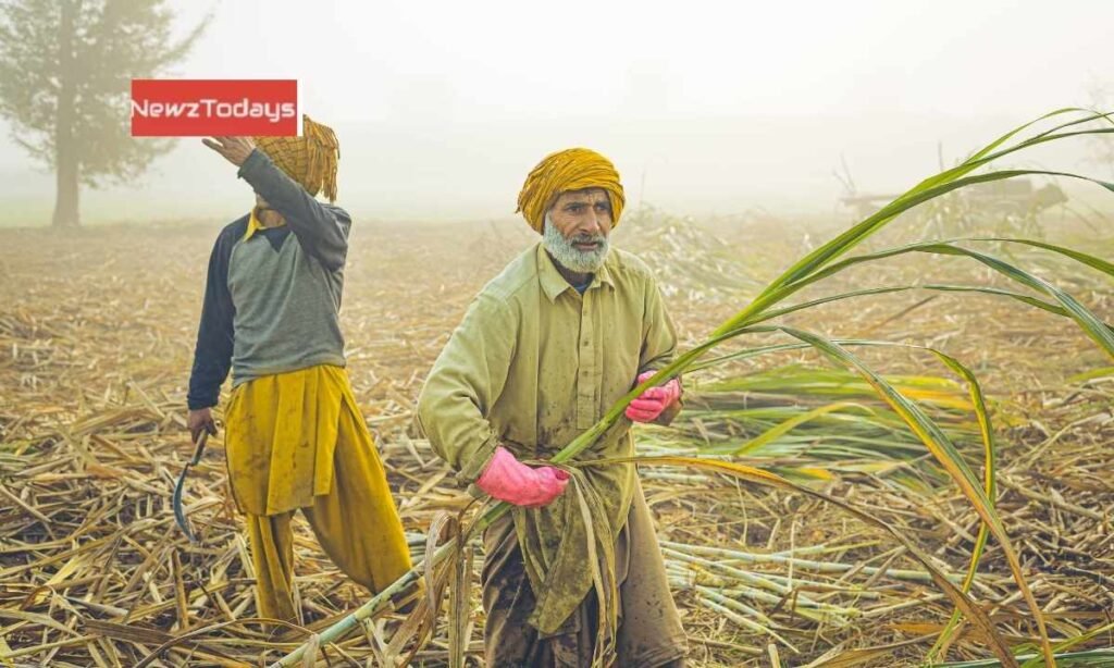 Pyrilla and Whitefly Threaten Pakistan