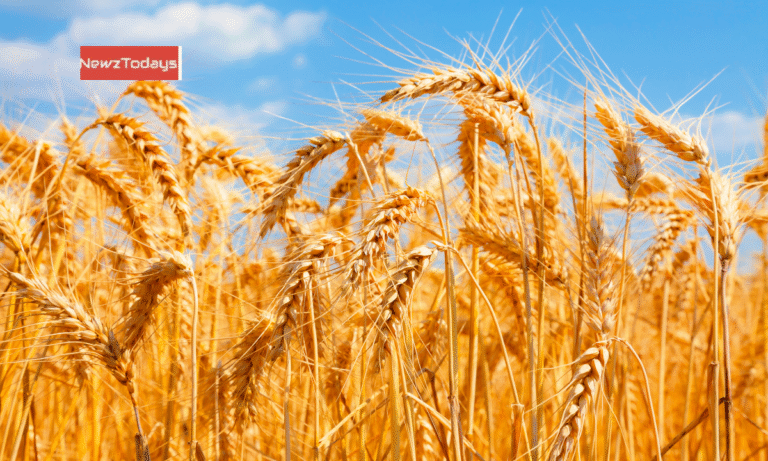Farmers Suffer Rs 2Tr Loss over Wheat Price Crisis:Kissan Ittehad