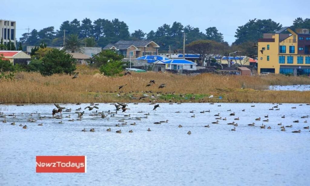 Coastal Ecosystems Vital For Migratory Birds