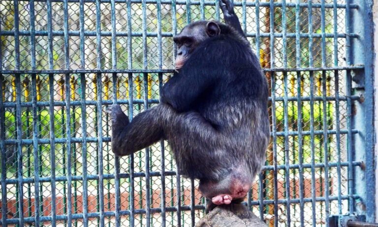 Bibi Death Sparks Debate on Karachi Zoo Conditions