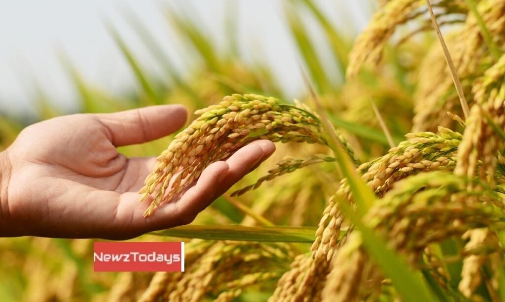 Water Shortage for Rabi Crop 2025