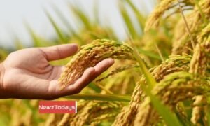 Water Shortage for Rabi Crop 2025