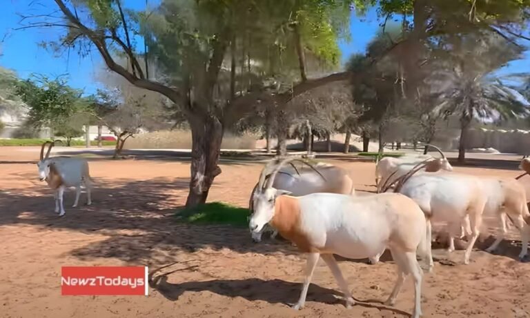 dubai safari park