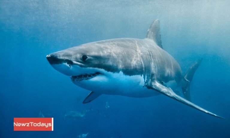 Plan Under Study to Protect Shark in Arabian Sea