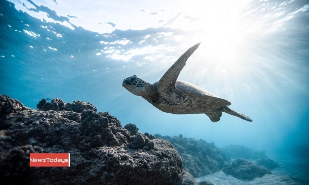 project to protect sea turtles in shrimp trawling