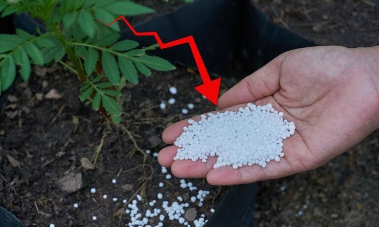 urea sale down