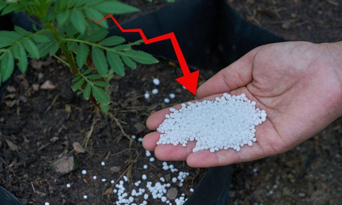 urea sale down