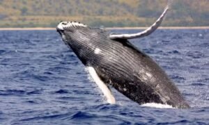 NT 2025 11 03T125008.182