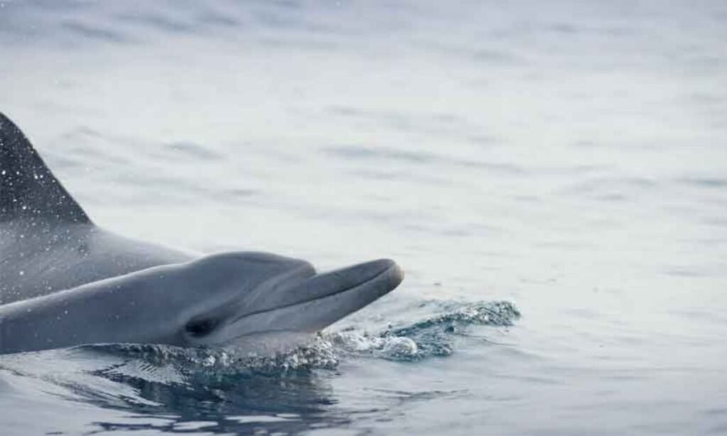 humpback dolphins