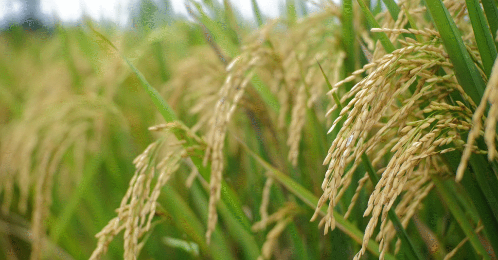 20260414 101154 0000