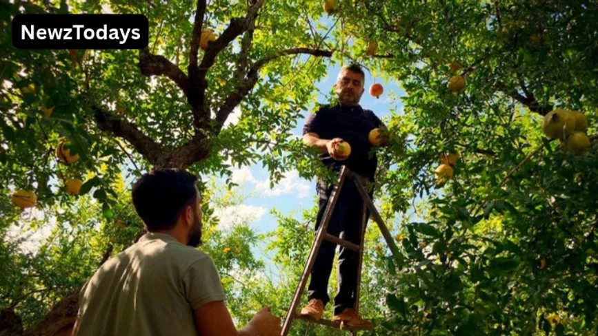 Idlib Farmers Seek New Markets for Pomegranate Surplus